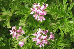 Geranium Fragrance Oil