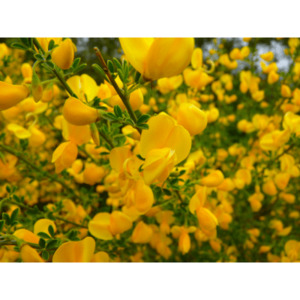 Products: Broom absolute