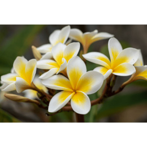Frangipani Absolute