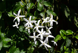 Products: Jasmine Absolute