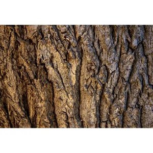 Cascarilla Bark Essential Oil