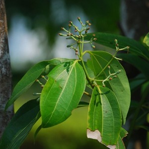 Cassia Essential Oil