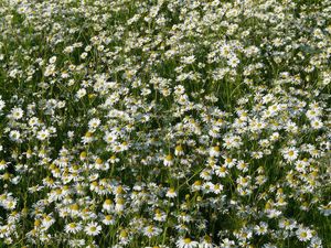Products: Chamomile German Essential Oil