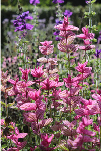 Clary Sage Essential Oil