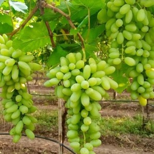 Cognac Essential Oil