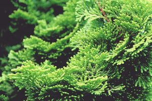 Products: Cypress Essential Oil
