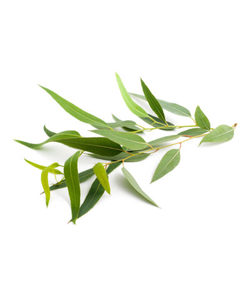 Products: Eucalyptus Citriodora Essential Oil