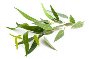 Eucalyptus Globulus 80/85 Essential oil