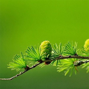 Products: Fir Needle Essential Oil
