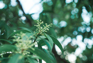 Products: Ho wood (Shiu) Essential Oil