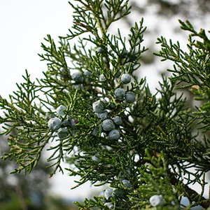 Juniper Berry Essential Oil