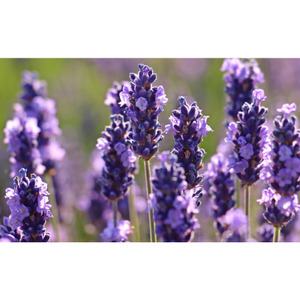 Products: Lavender 40/42 Essential Oil