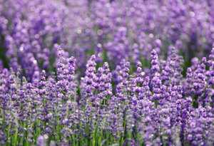 Lavender Bulgarian Essential Oil