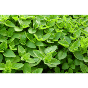 Products: Marjoram essential oil