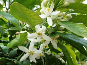 Neroli Essential Oil