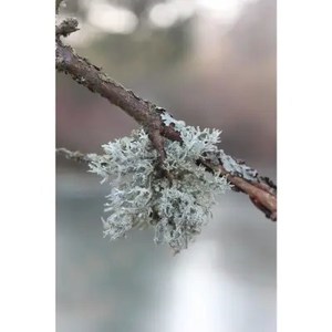 Oakmoss Essential Oil