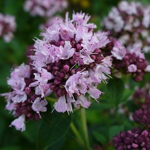 Products: Origanum Essential Oil