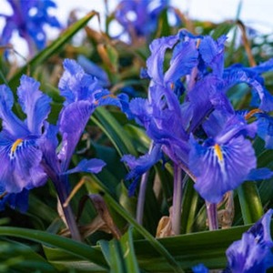 Products: Orris Butter (8% Irones) Essential Oil