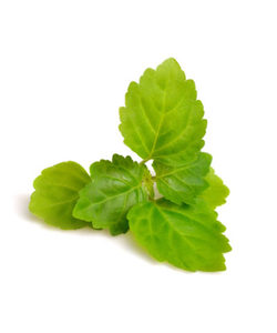 Products: Patchouli Essential Oil