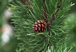 Pine Sylvestris Essential Oil