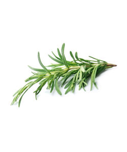 Rosemary Essential Oil