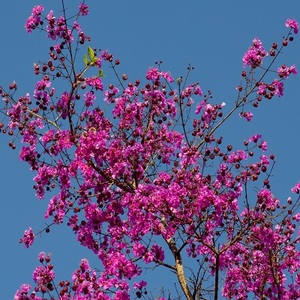 Rosewood Essential Oil