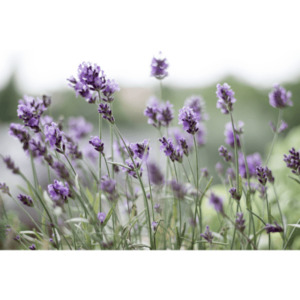 Products: Spike Lavender Essential Oil
