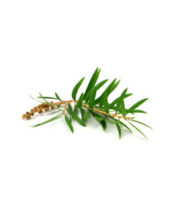 Products: Tea Tree Essential Oil