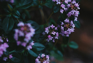 Products: Thymus Zygis Essential Oil