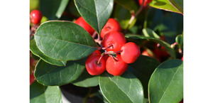 Products: Wintergreen Essential Oil