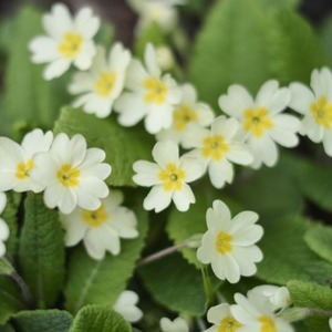Products: Primrose Fragrance Oil
