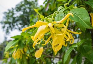 Ylang Ylang Fragrance Oil