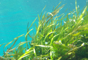 Products: Seaweed Absolute