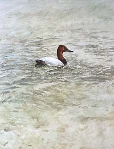 Raymond Ching: "Canvasback Duck" - Raymond Ching