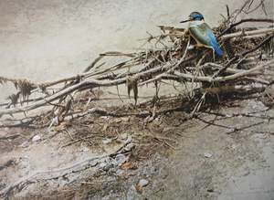 Raymond Ching: "Sacred Kingfisher" - Raymond Ching