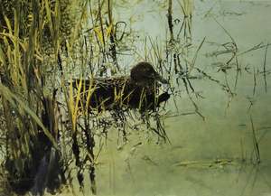Raymond Ching: "New Zealand Shoveler" - Raymond Ching