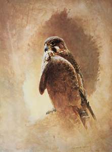 Raymond Ching: "New Zealand Falcon" - Raymond Ching