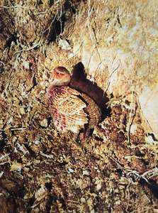 Raymond Ching: "Grey Partridge" - Raymond Ching