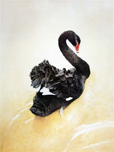 Raymond Ching: "Black Swan" - Raymond Ching