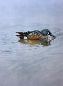 Raymond Ching: "Shoveler Duck" - Raymond Ching