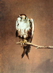 Raymond Ching: "Falcon" - Raymond Ching