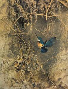 Raymond Ching: "Kingfisher" - Raymond Ching