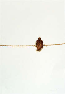 Raymond Ching: "Sparrow Fledgling" - Raymond Ching