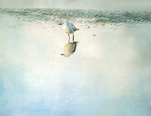 Raymond Ching: "Red Billed Gull" - Raymond Ching