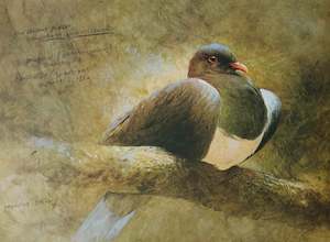 Raymond Ching: "New Zealand Wood Pigeon" - Raymond Ching