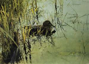 Raymond Ching: "New Zealand Shoveler" - Raymond Ching