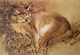 "Lynx" - Raymond Ching