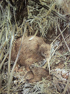 Raymond Ching: "Kiwi & Chick" - Raymond Ching