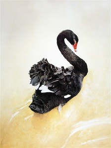 "Black Swan" - Raymond Ching
