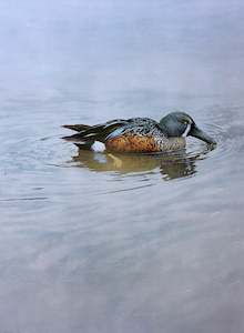 "Shoveler Duck" - Raymond Ching